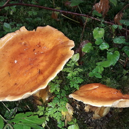 Natur